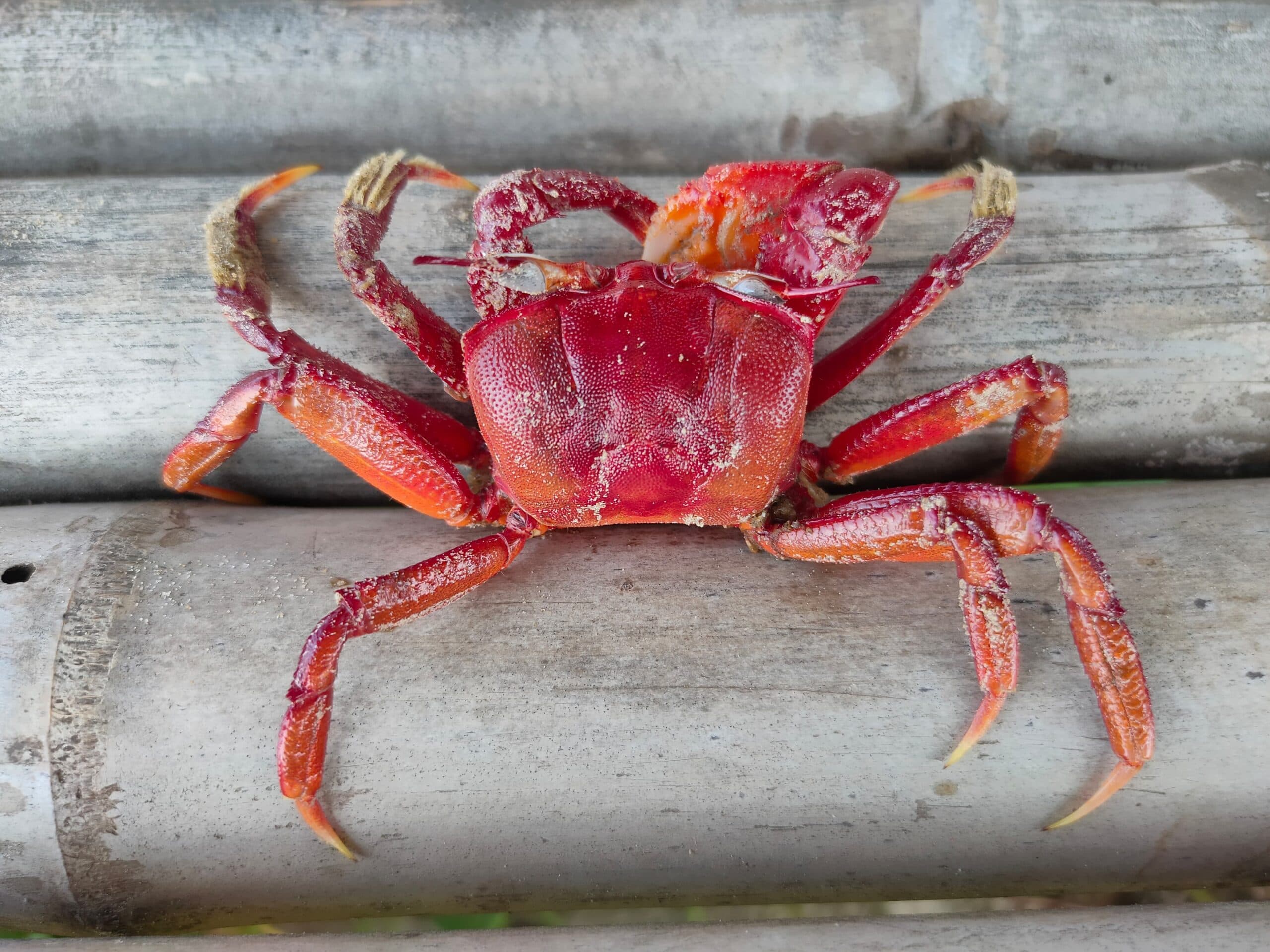 Crabs dublagadi beach