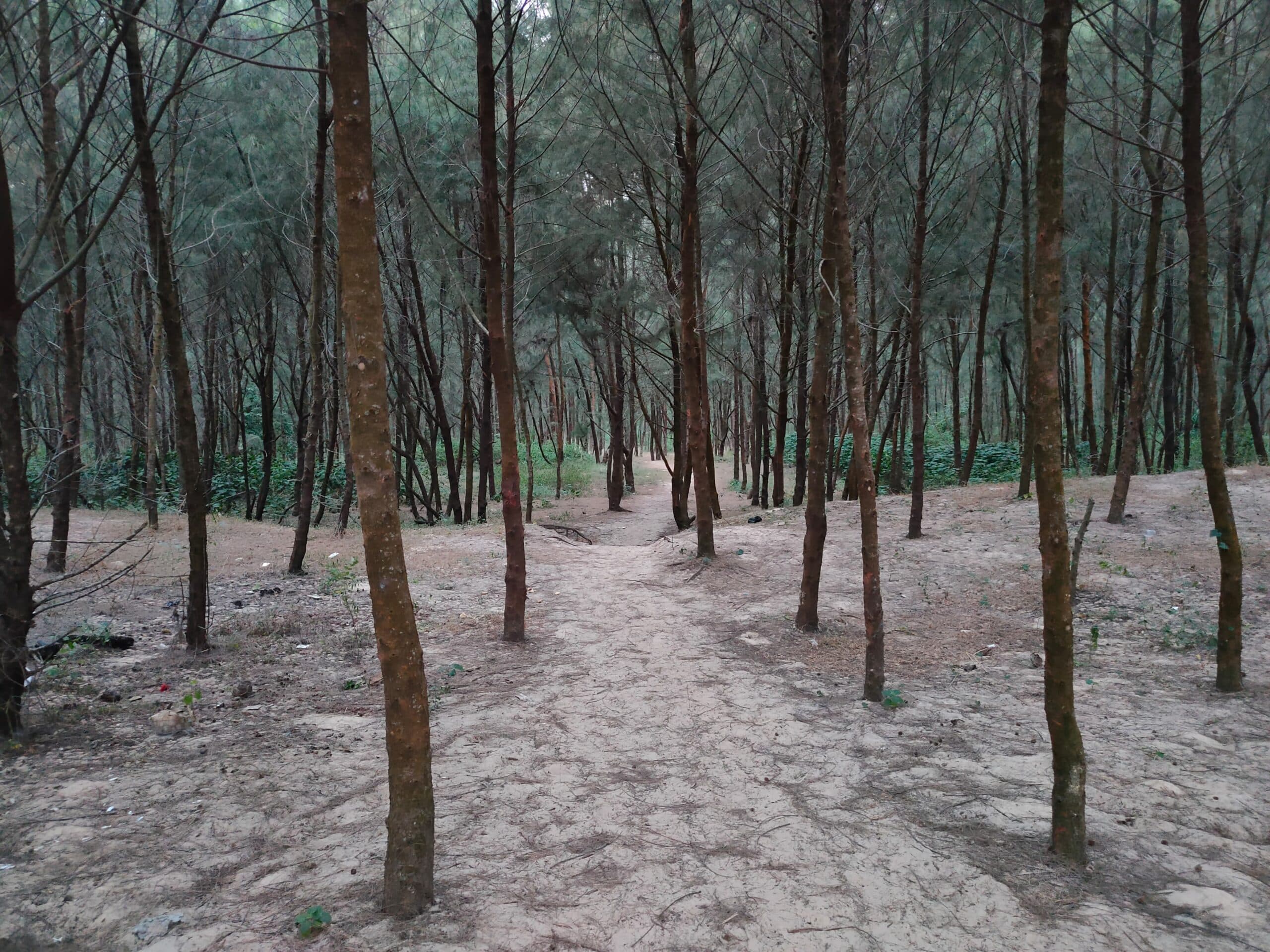dublagadi beach forest scaled