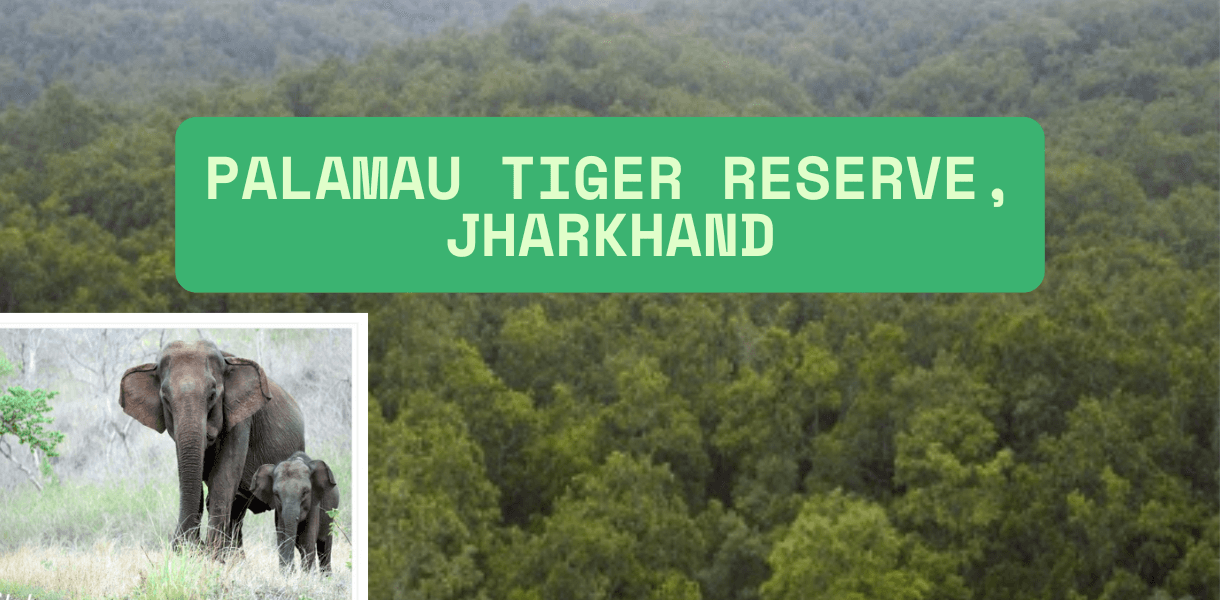 Palamau Tiger Reserve, Jharkhand
