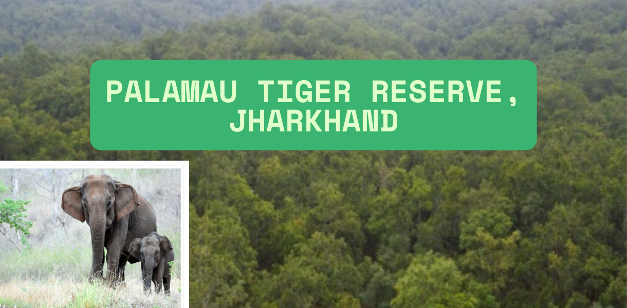 Palamau Tiger Reserve, Jharkhand